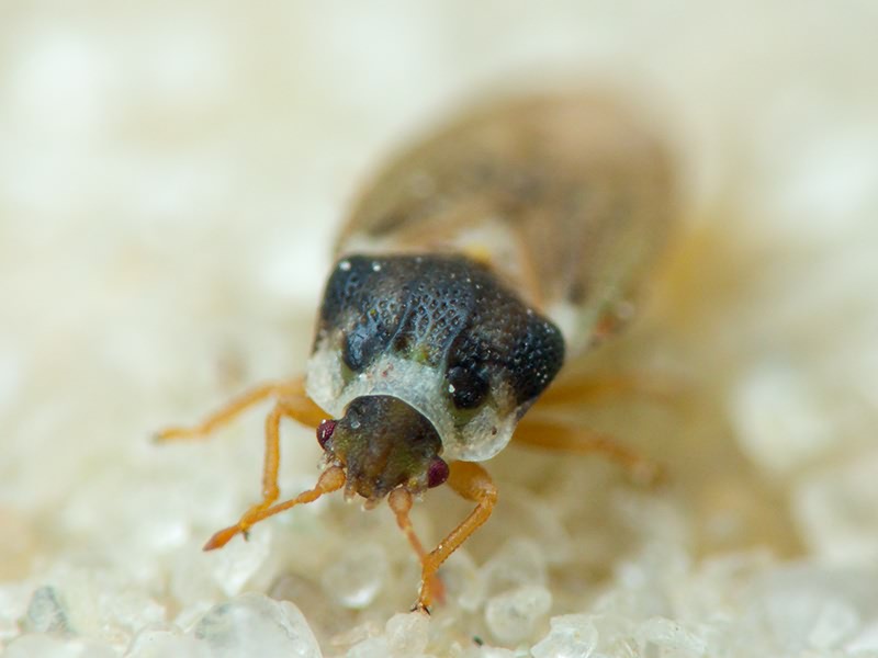 Piesmatidae Amyot & Serville, 1843